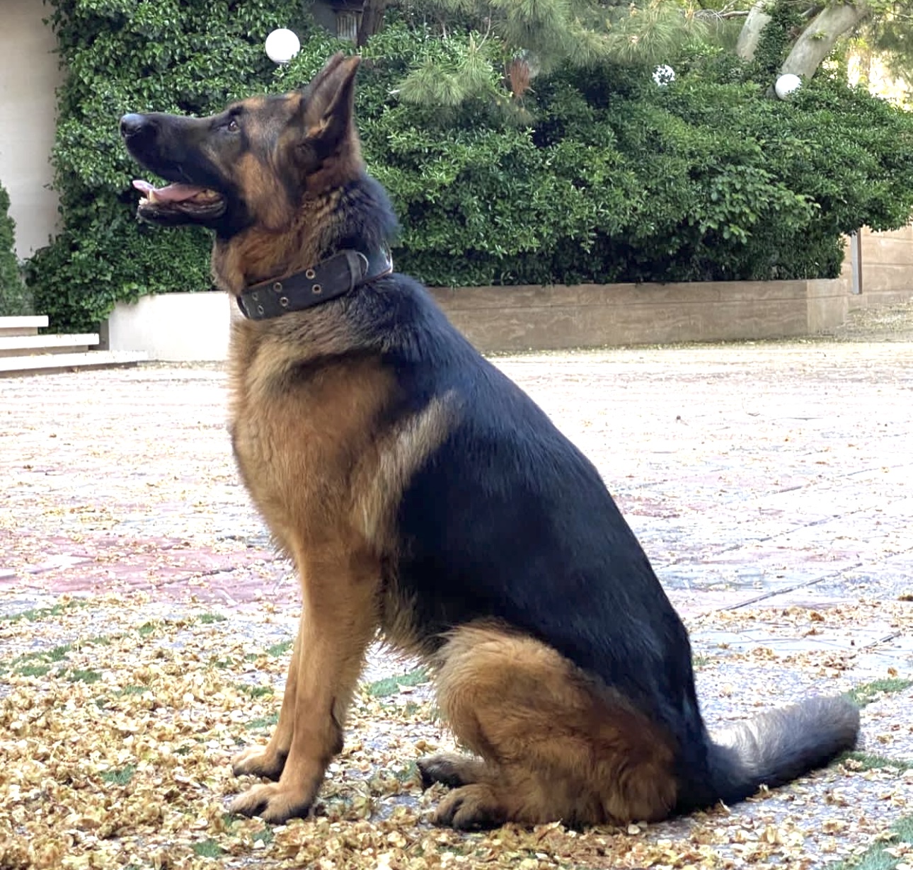 سگ ژرمن ام رو گم کرده ام.