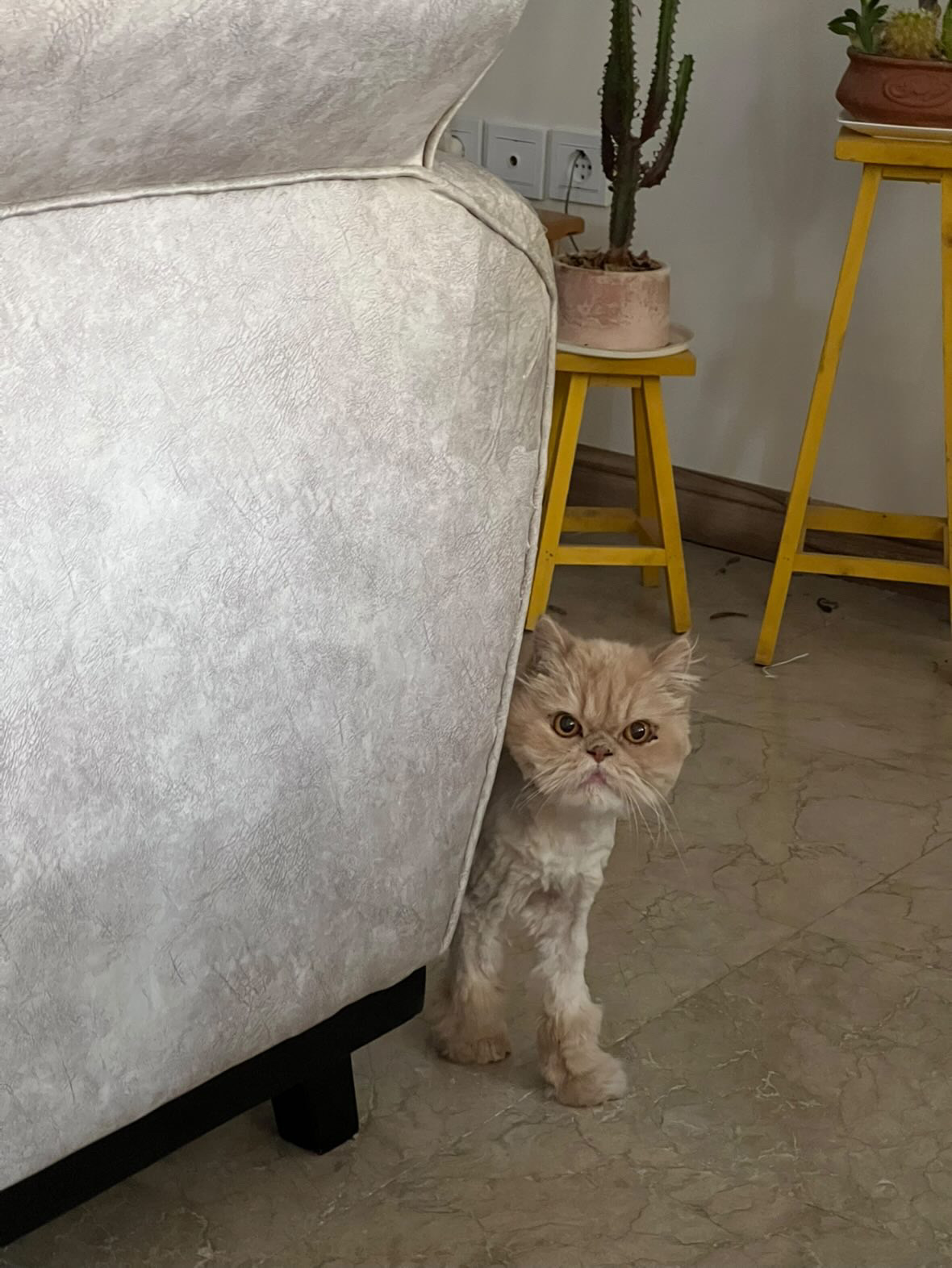 گربه گمشده پرشین در شهرک غرب