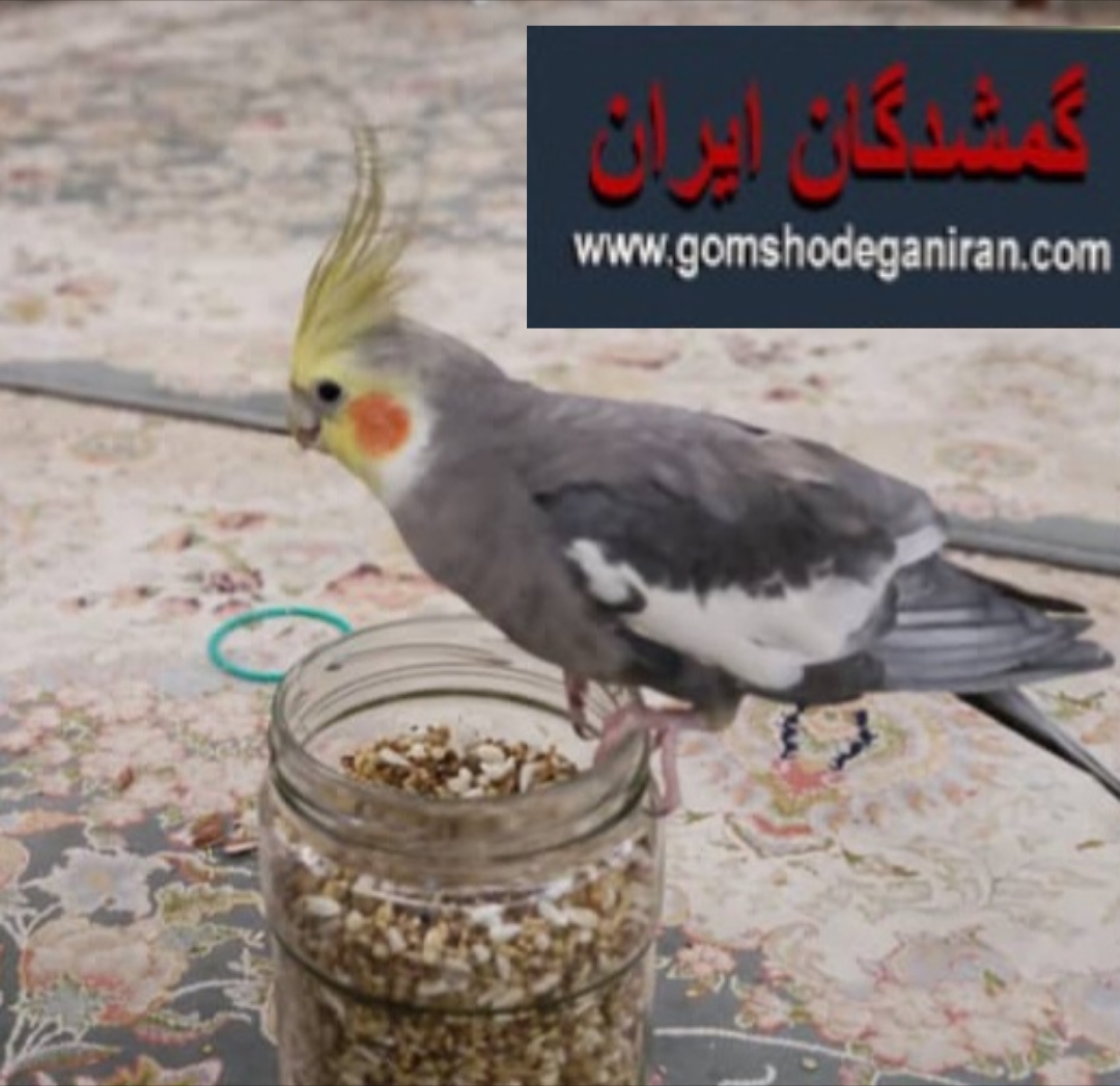 عروس هلندی نر گمشده