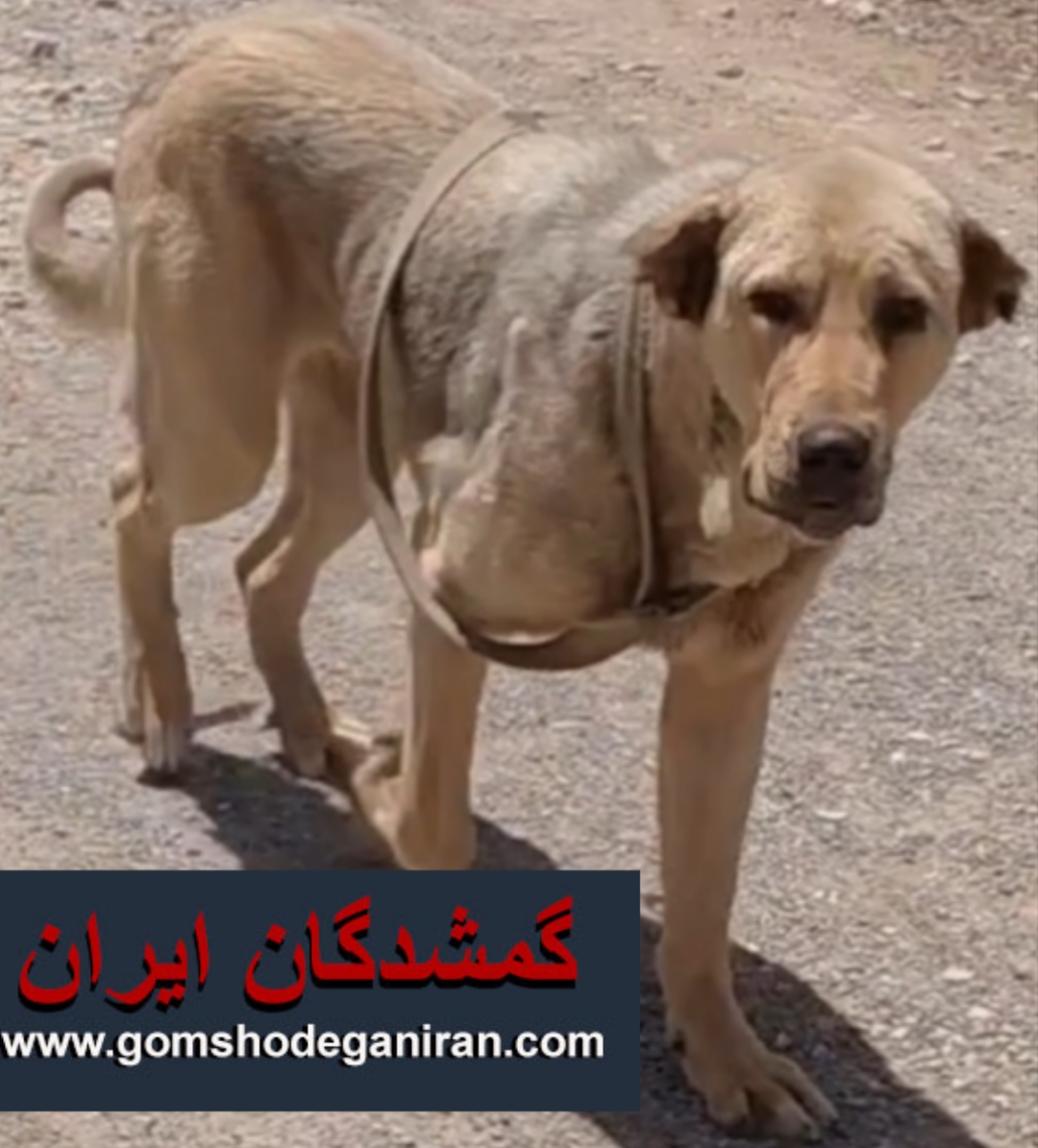 حیون حوالی قلعه نو زمان آباد گم شده - سگ گمشده ری