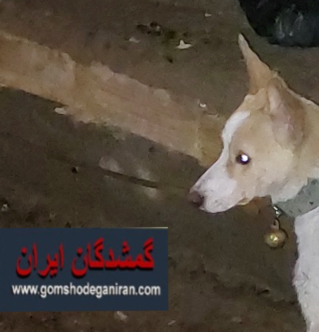 سگ پاکوتاه در محدوده بلوار جمهوری حدود 6روز پیش -اردیبهشت 1402