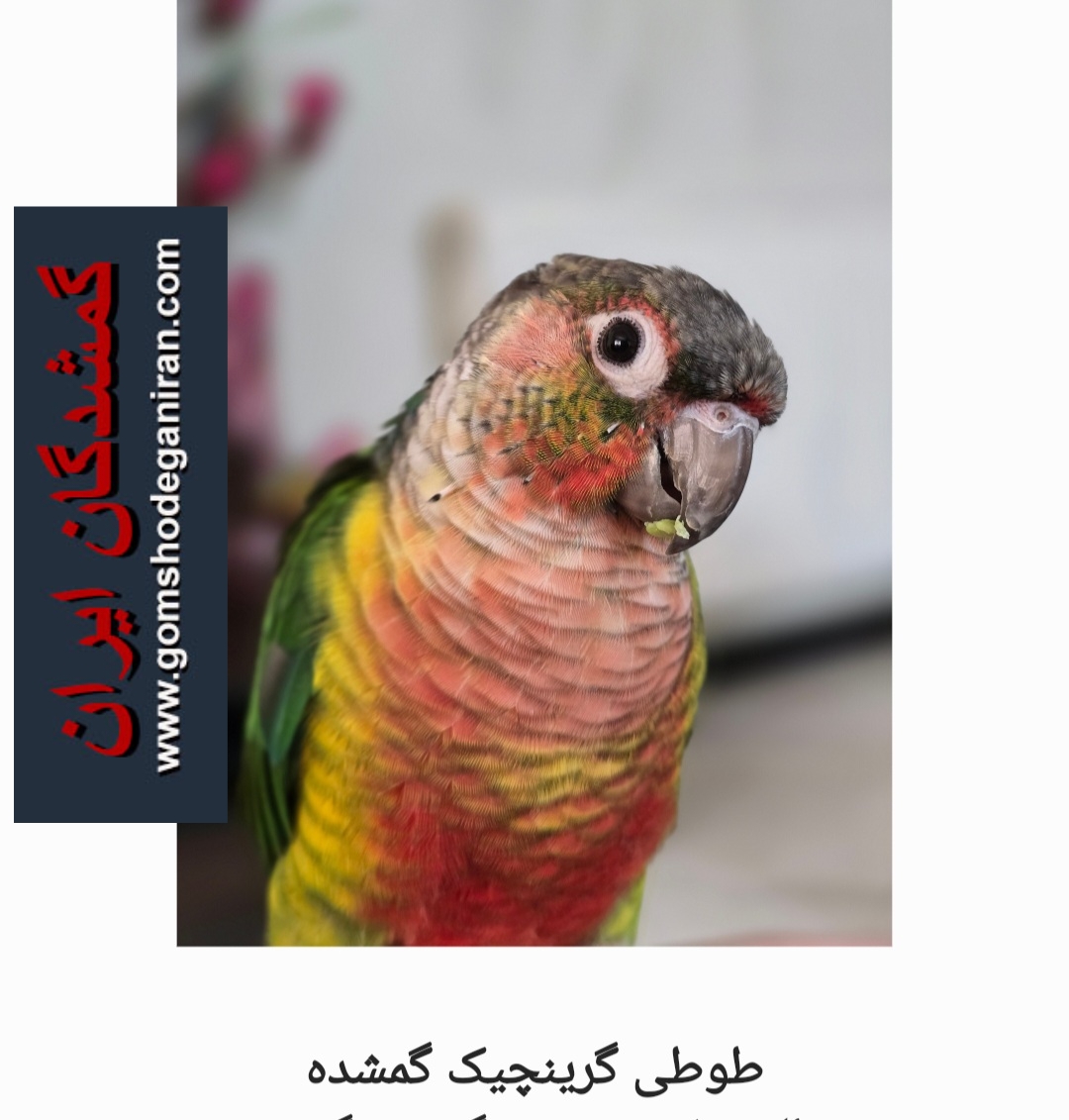 طوطی گرینچیک گم شده در مشهد - پرنده گمشده