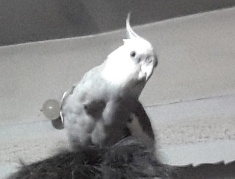 گمشده عروس هلندی سفید طوسی در تهران