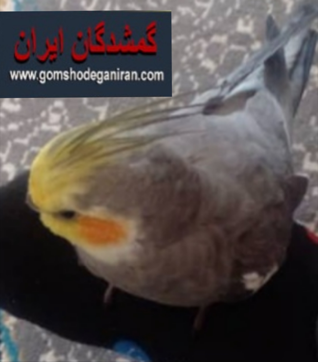 عروس هلندی درمیبدمنطقه فیروزاباد(سلمان فارسی) گم کردم