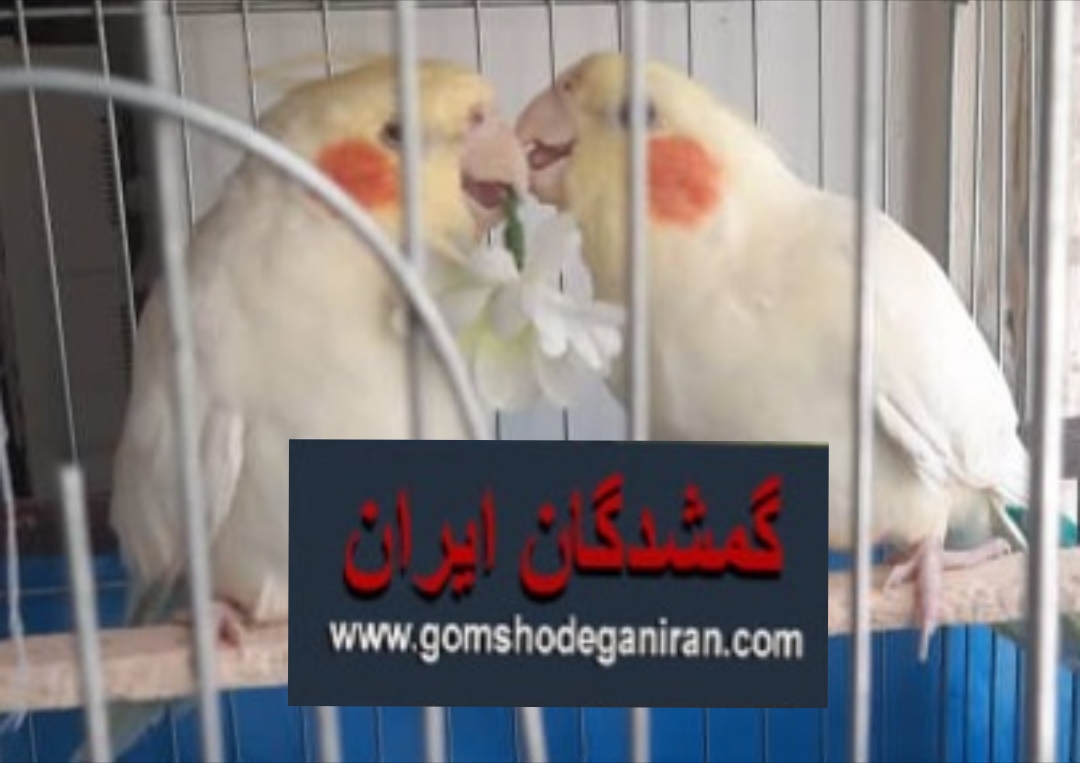 یک جفت عروس هلندی در محدود 30متری فوتبال در اراک گمشده