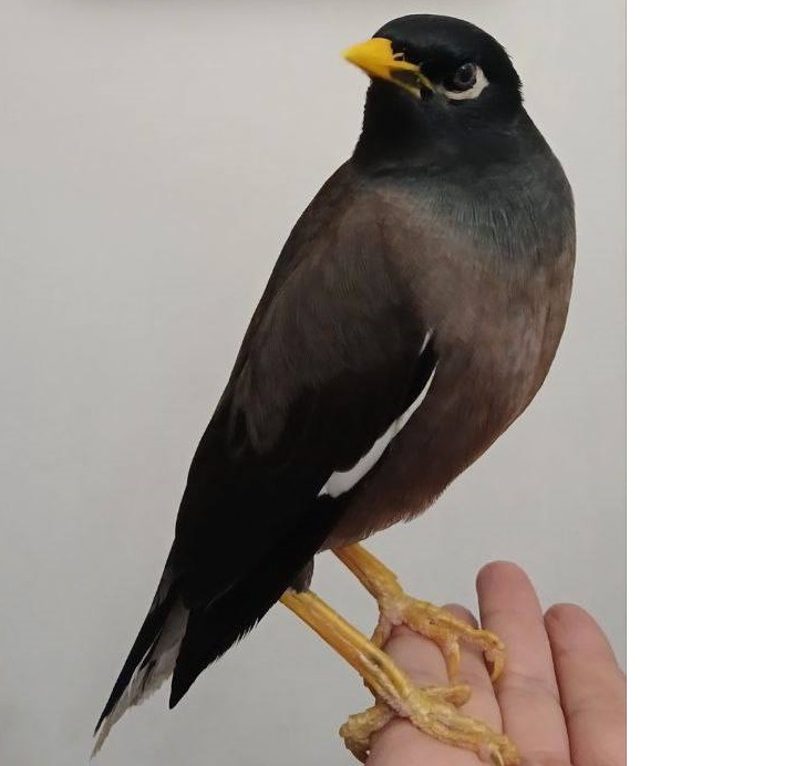 مرغ مینا حوالی خیابان مفتح تهران 13 شهریور گم شده