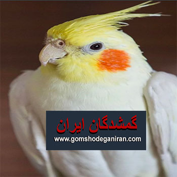عروس هلندی  محدوده خیابان تجریش و دربند با پرداخت گمشده