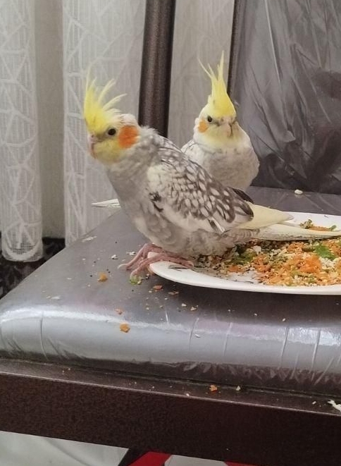 محدوده هفت جوی و اهری  عروس هلندی گمشده