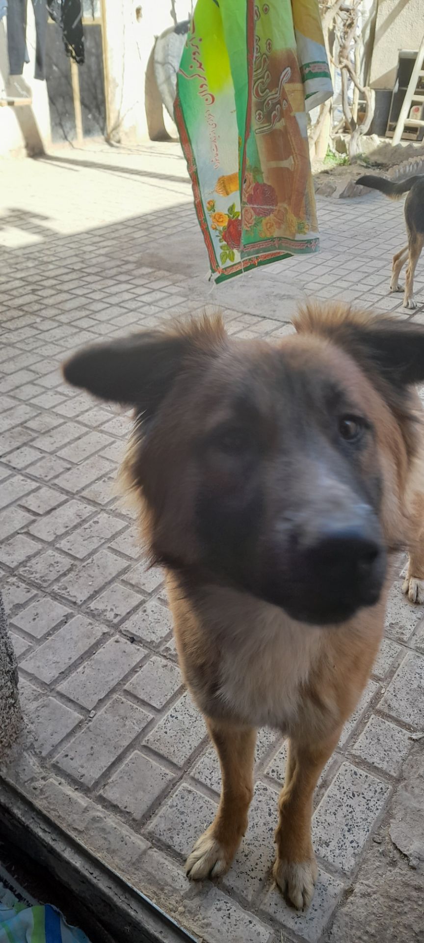 سگ قهوای جنسیت نر پوزه مشکی محله چهاراه انقلاب روبروی شرکت گاز گم شده