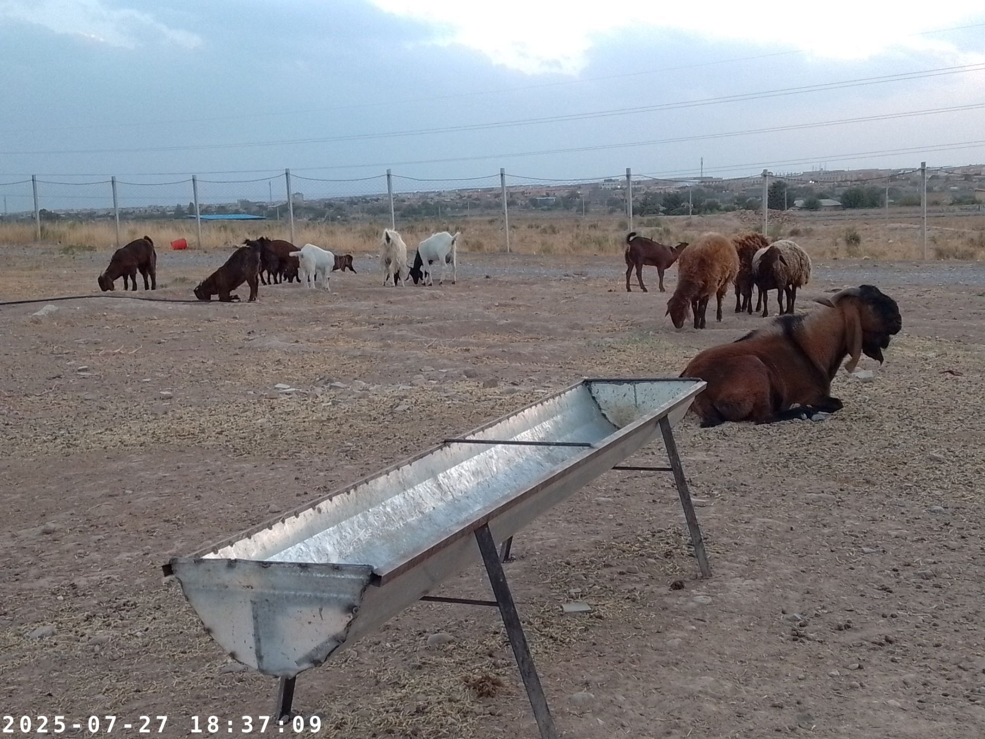 12عدد مال در جادع سیمان گمشده