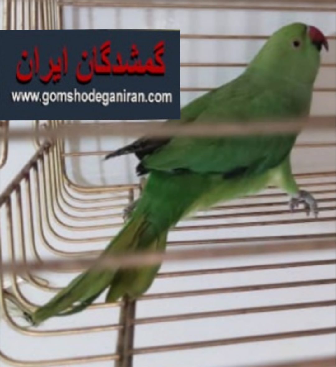 طوطی ملنگو دیروز صبح گمشده از پنجره آشپزخونه رفته بیرون