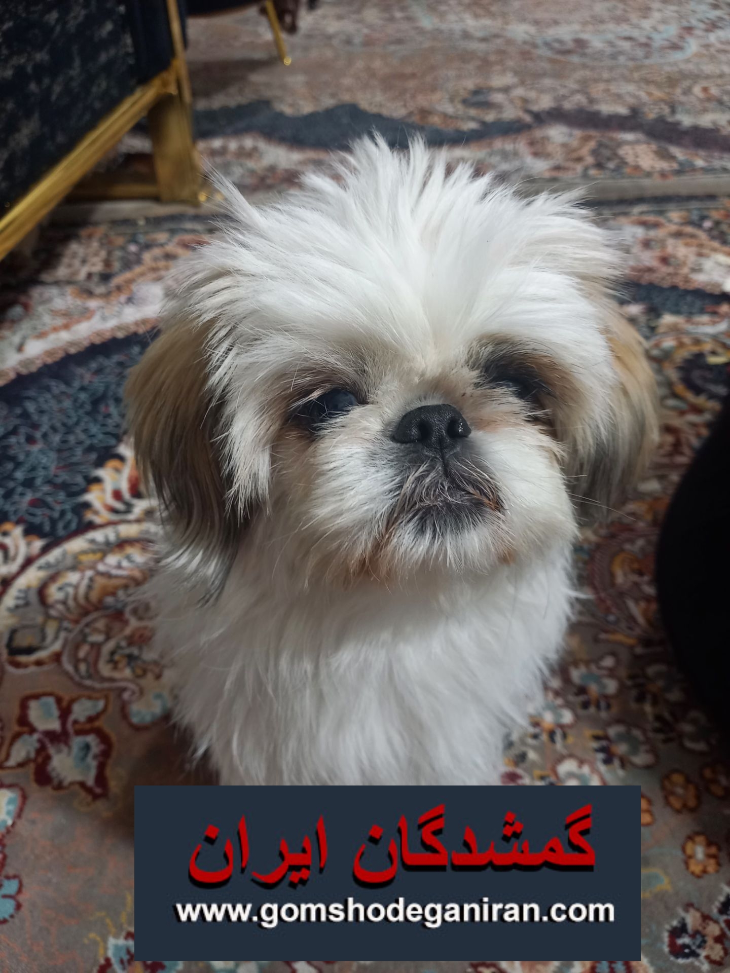 سگ گمشده نژاد شیتزوپیکینز فردیس استان البرز