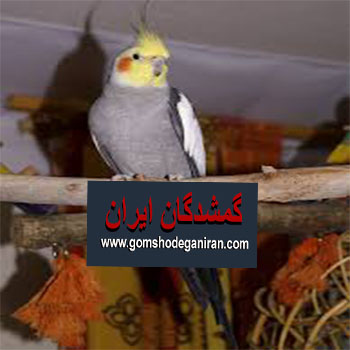 عروس هلندی خاکستری گم شده