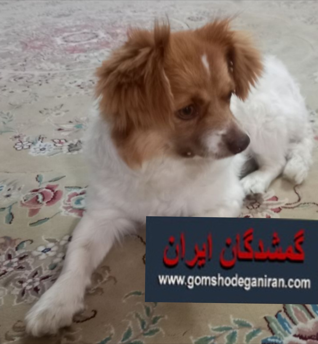 محدوده شاهرود بخش بسطام پیتر سگ گم شده