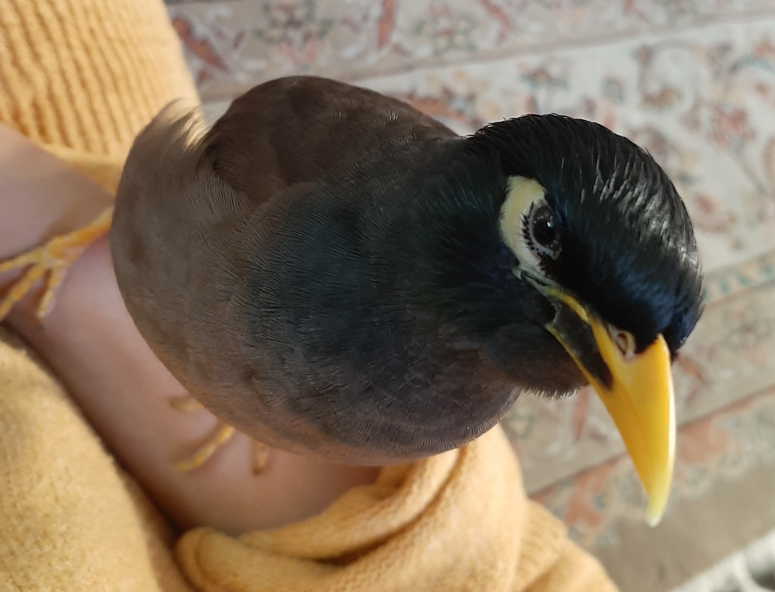 مرغ مینا گم شده در زنجان