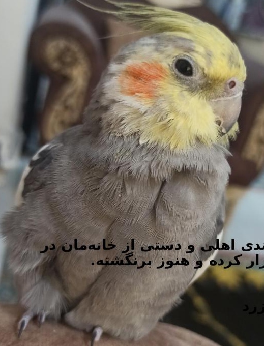عروس هلندیم  در شهرک احمدیه کلاک پایین گمشده