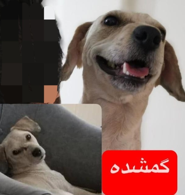سگ ماده گمشده