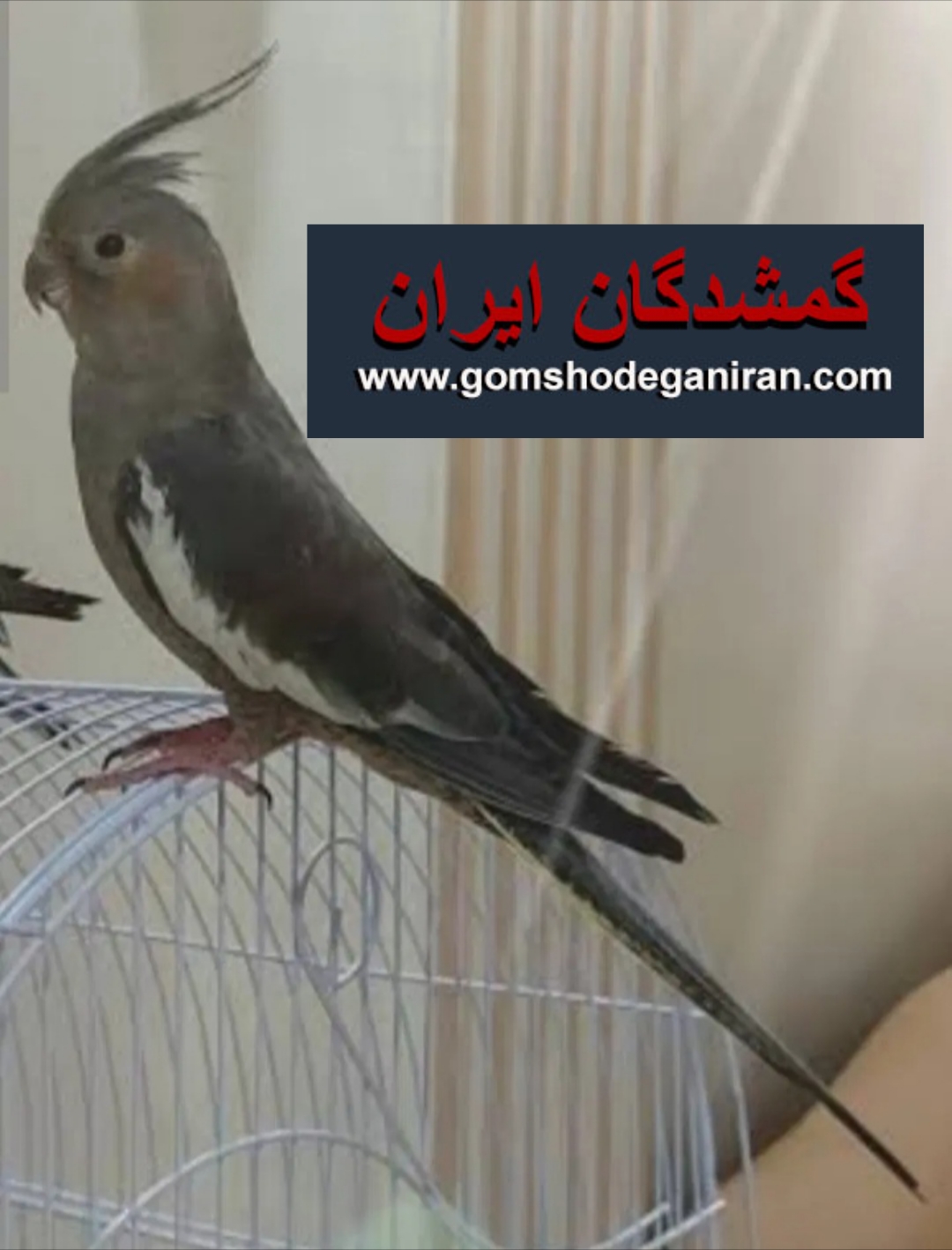 عروس هلندیم گم شده خیابان هشت بهشت غربی اصفهان