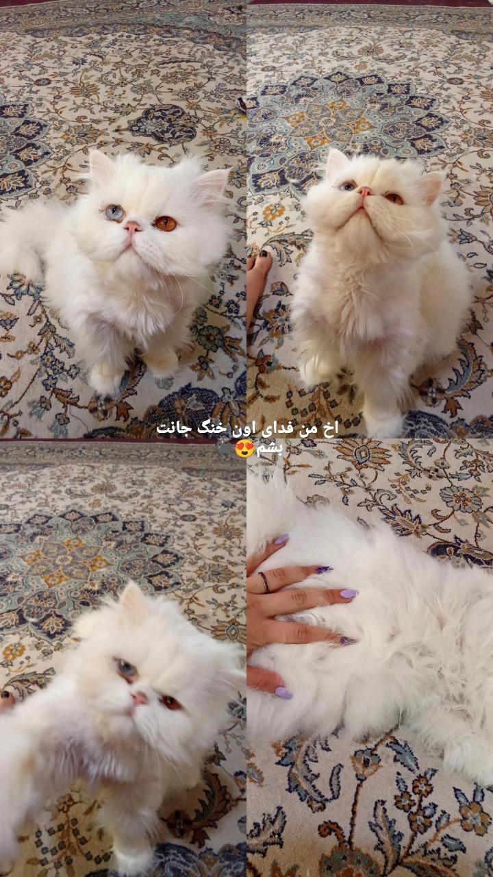 گربه پرشین سفید گم شده چشم تابه تا - پت گمشده