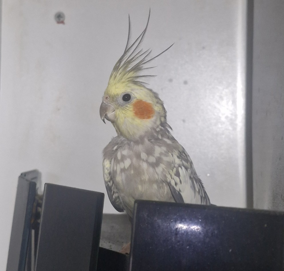 عروس هلندی نر، ولیعصر جنوبی در تبریز گمشده