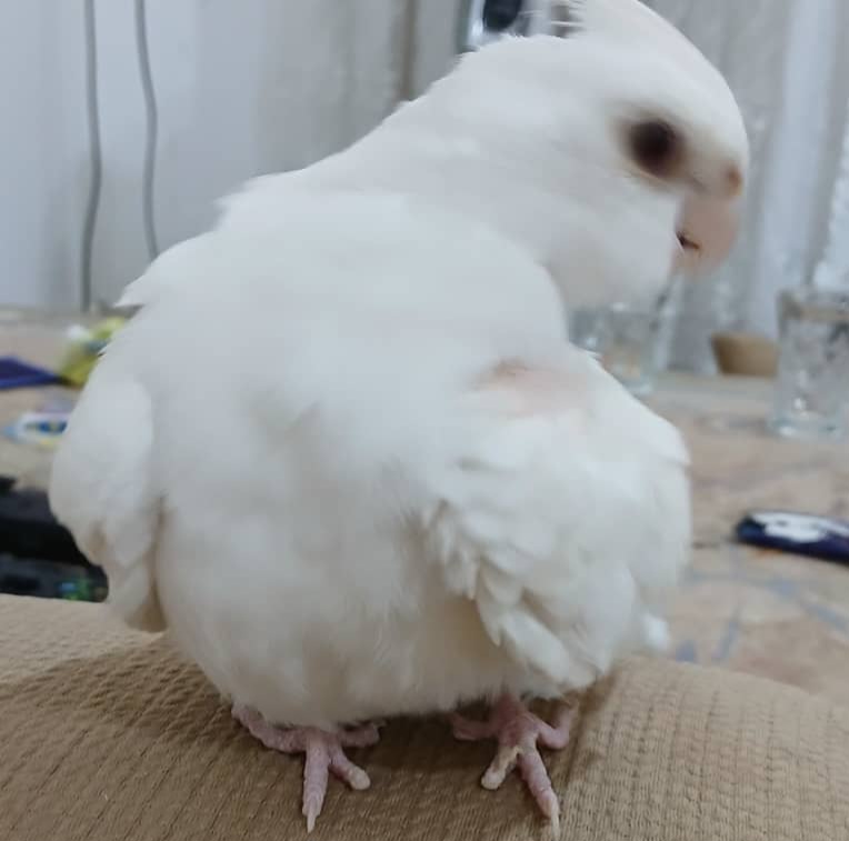 عروس هلندی سفید در محله پیام نور  تقریبا یک ماه پیش گم کردم