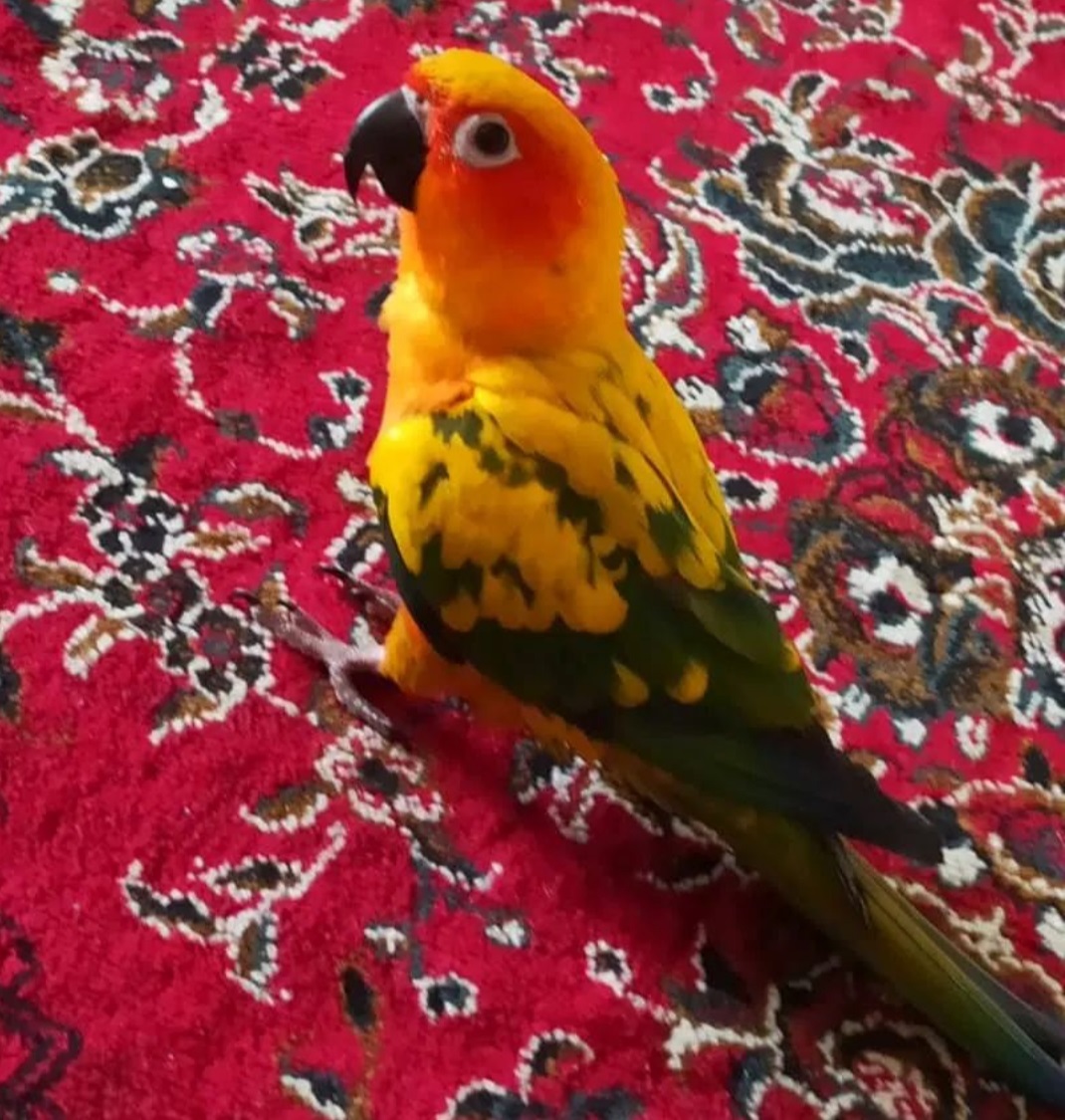 فندق طوطی نژاد سانکانکور در محدوده بلوار رحمت پانصد دستگاه ارتش شیراز گمشده