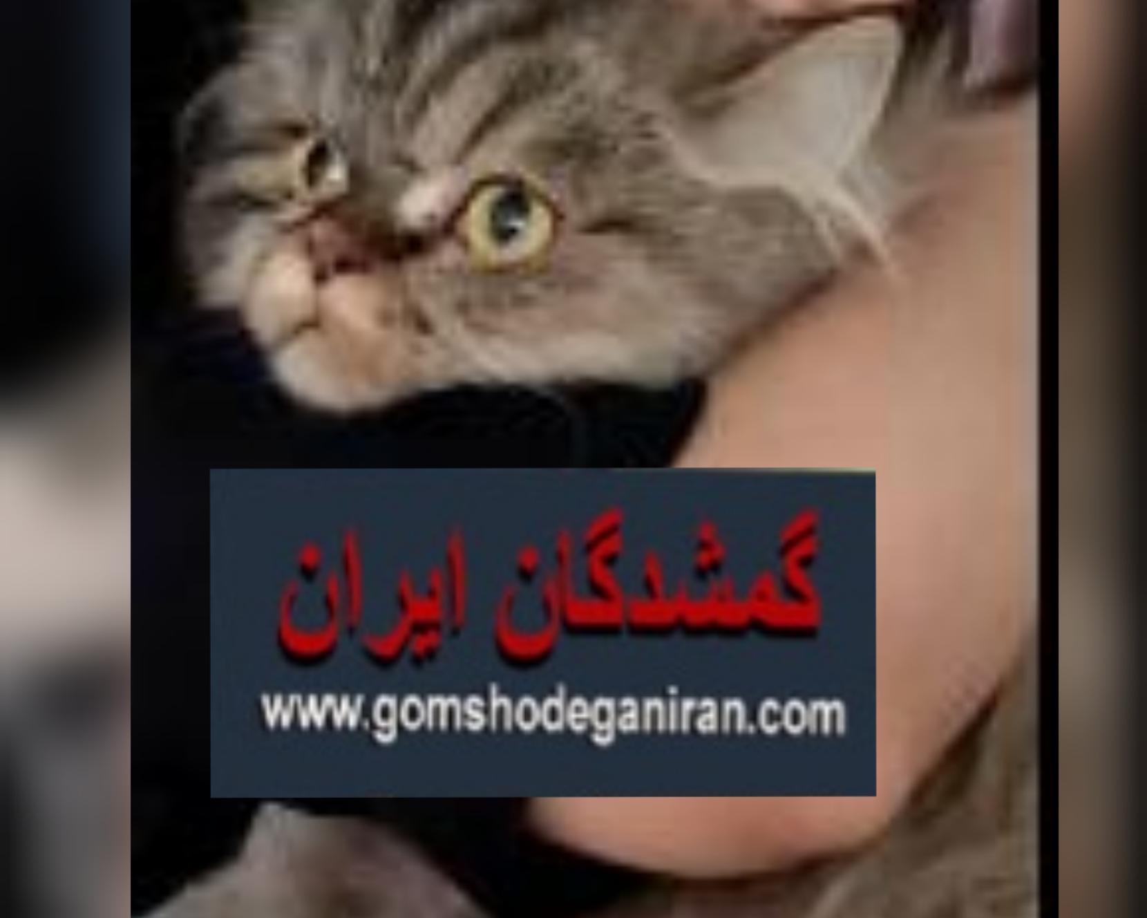 گربه خانگی به نام سندی
