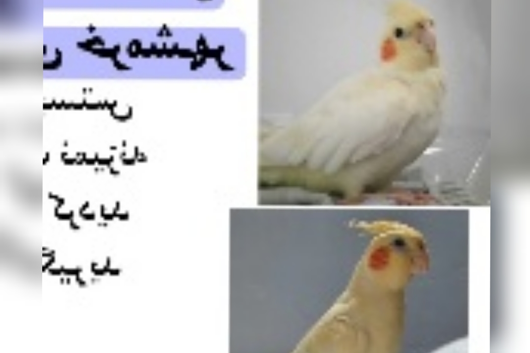 محدوده حافظ کمربندی خرمشهر عروس هلندی گمشده