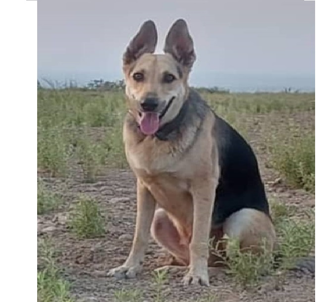 نزدیک باشگاه اسب‌سواری هزارپیچ گرگان  سگ ژرمن مالینویز گم شده