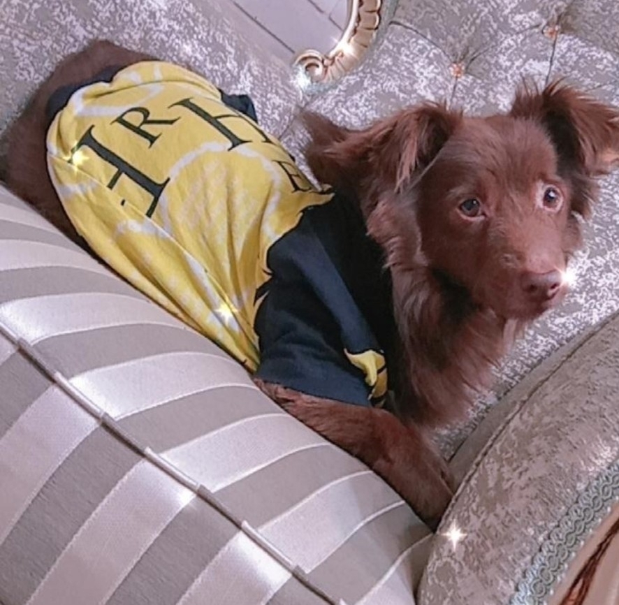 سگم  در ورامین گمشده یابنده ******** داده میشود