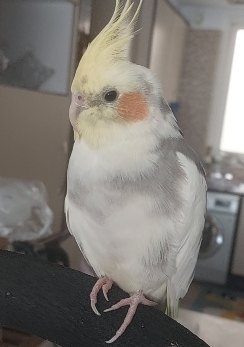 اطراف بلوار اباذر صادقیه عروس هلندی گمشده