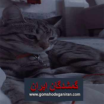 گربه گمشده نژاد  دی اس اچ  در یاسوج - دیدین اطلاع بدین لطفا