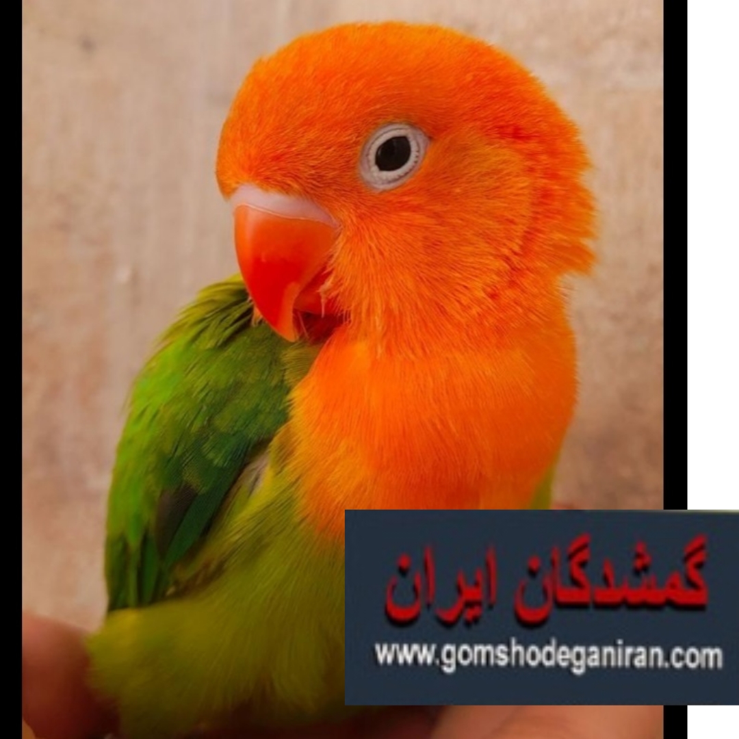 محدوده اسلامشهر قائمیه طوطی برزیلی گم شده 24خرداد