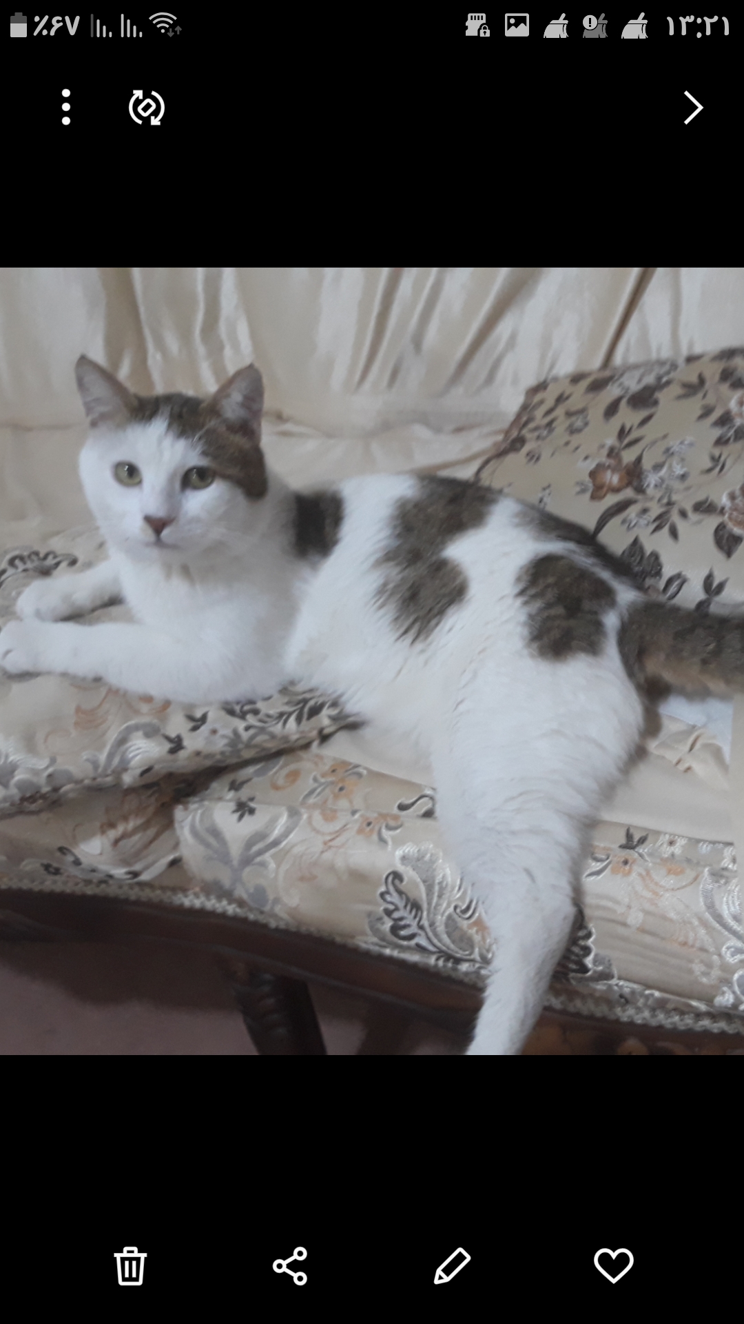 گربه گمشده در شهرک ارم تبریز