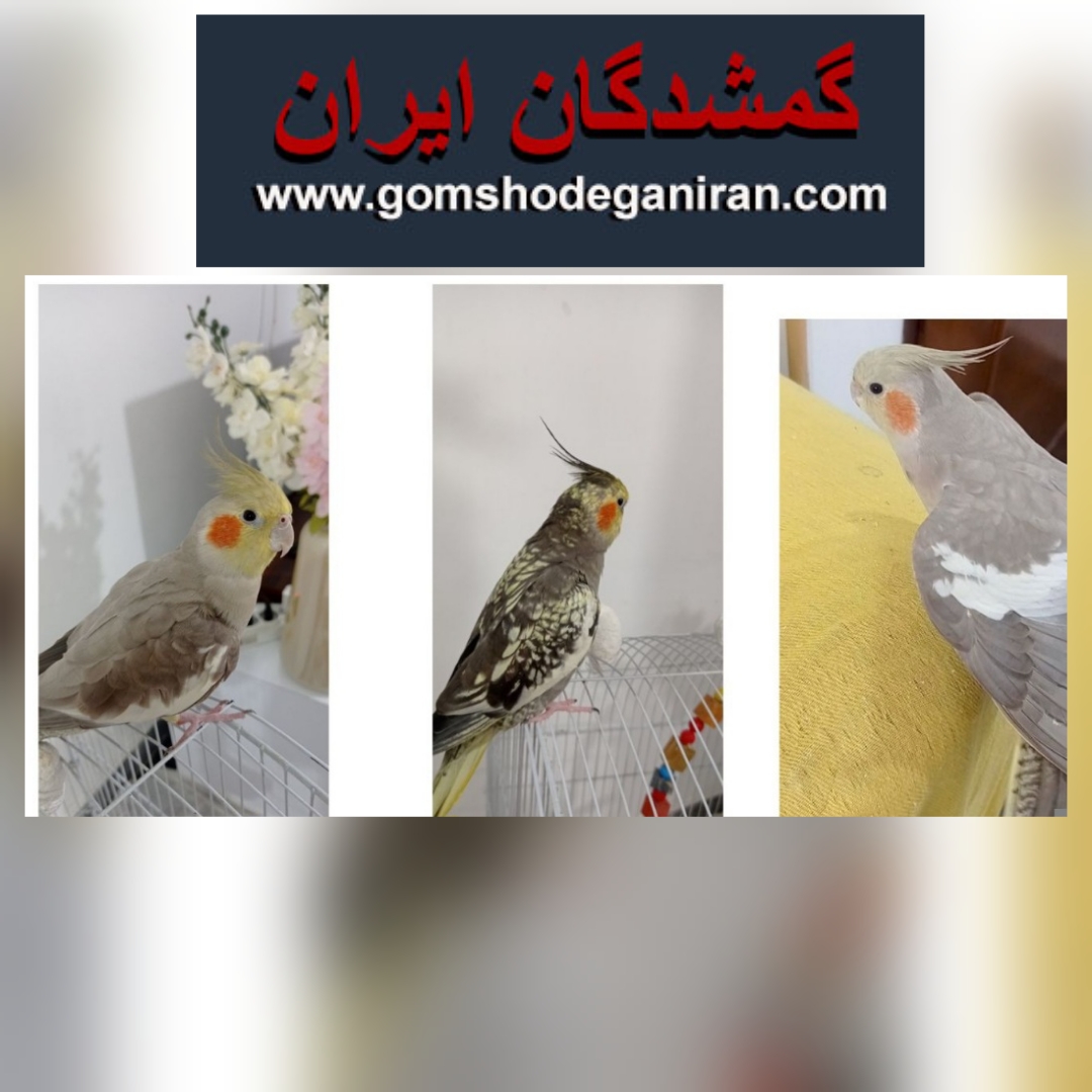 سه تا عروس هلندی گم شدن در رشت - پرندگان گمشده گیلان