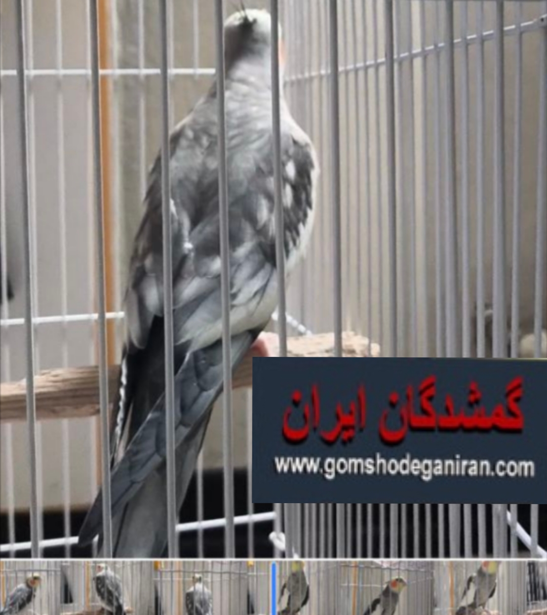 عروس هلندی گل باقالی حوالی انتهای اتوبان یادگار گم شده