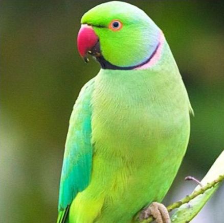 طوطی ملنگو نر