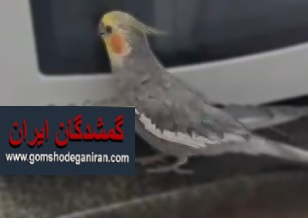عروس هلندی من رنگ طوسی گمشده محدوده مهروماه پرنده فراری 17خرداد1405