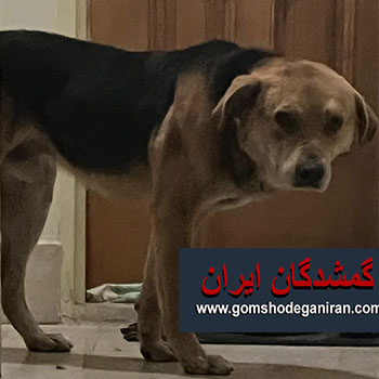 سگ پیدا شده محدوده شرق تهران در اسفند 1403