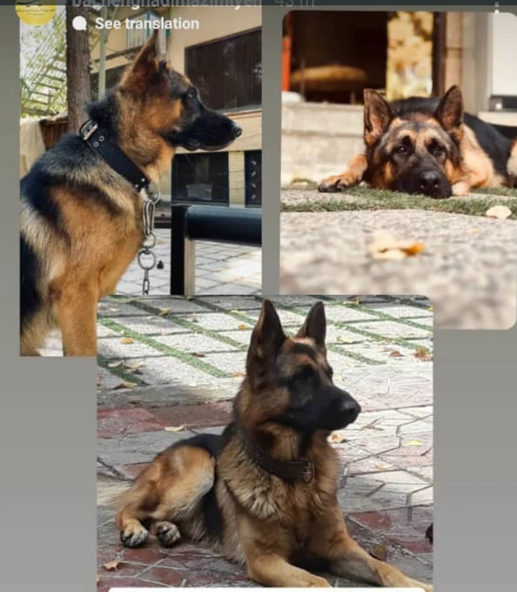 سگ ژرمن ام رو گم کرده ام.