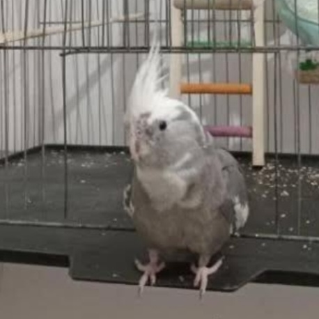 عروس هلندیم گم شده