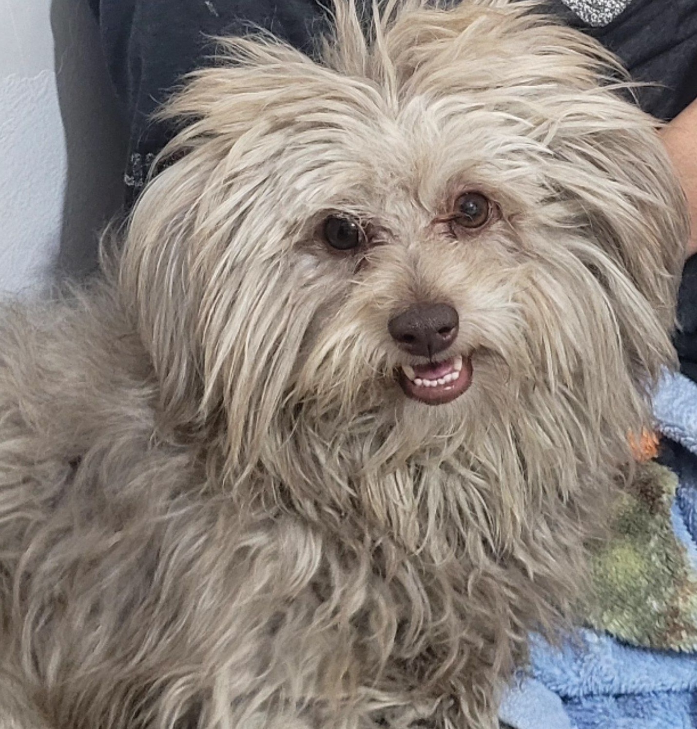 سگ گمشده در محدوده ابوطالب مشهد