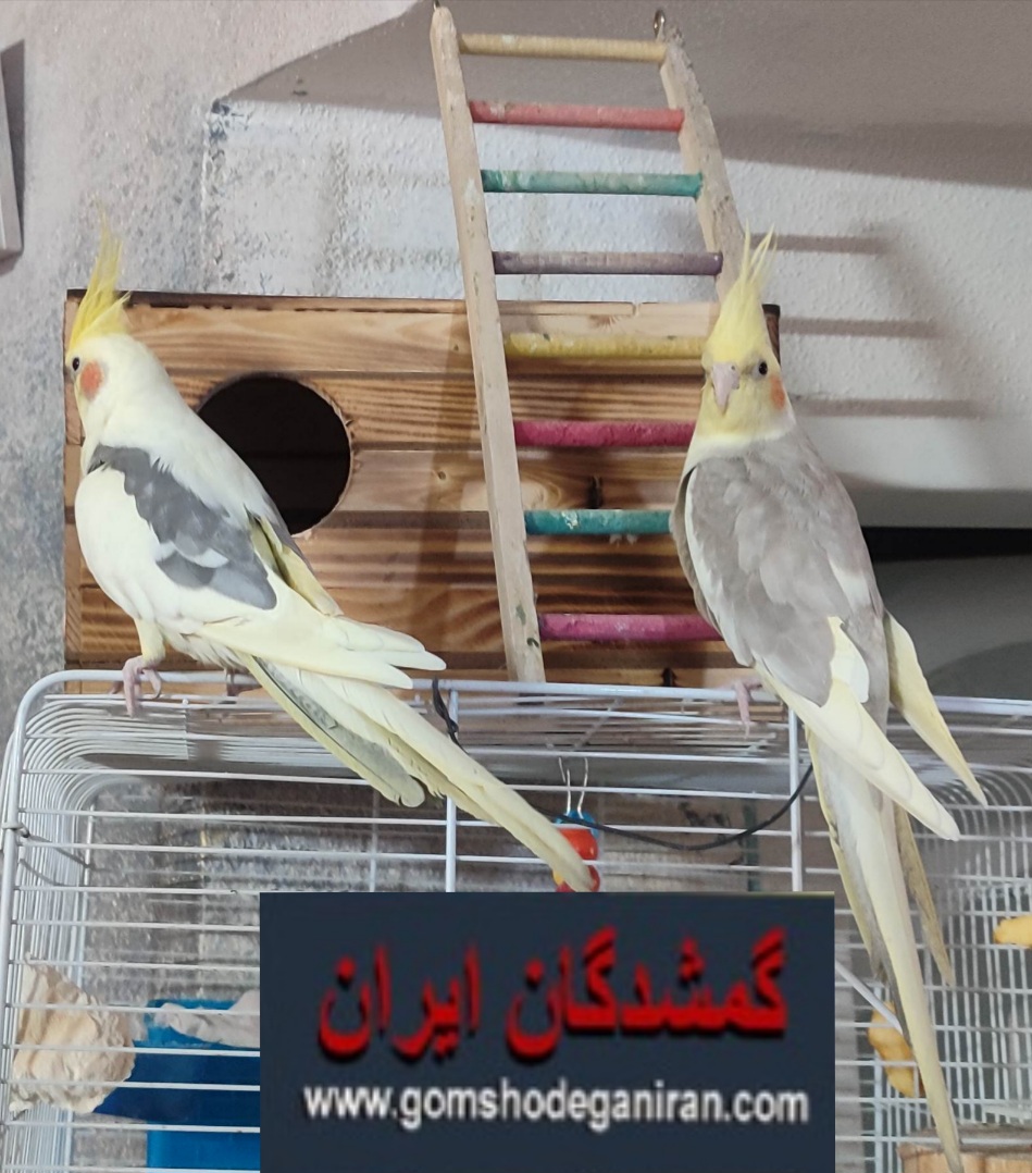 یک جفت عروس هلندی محدوده فلکه هنگ گم شده در شیراز