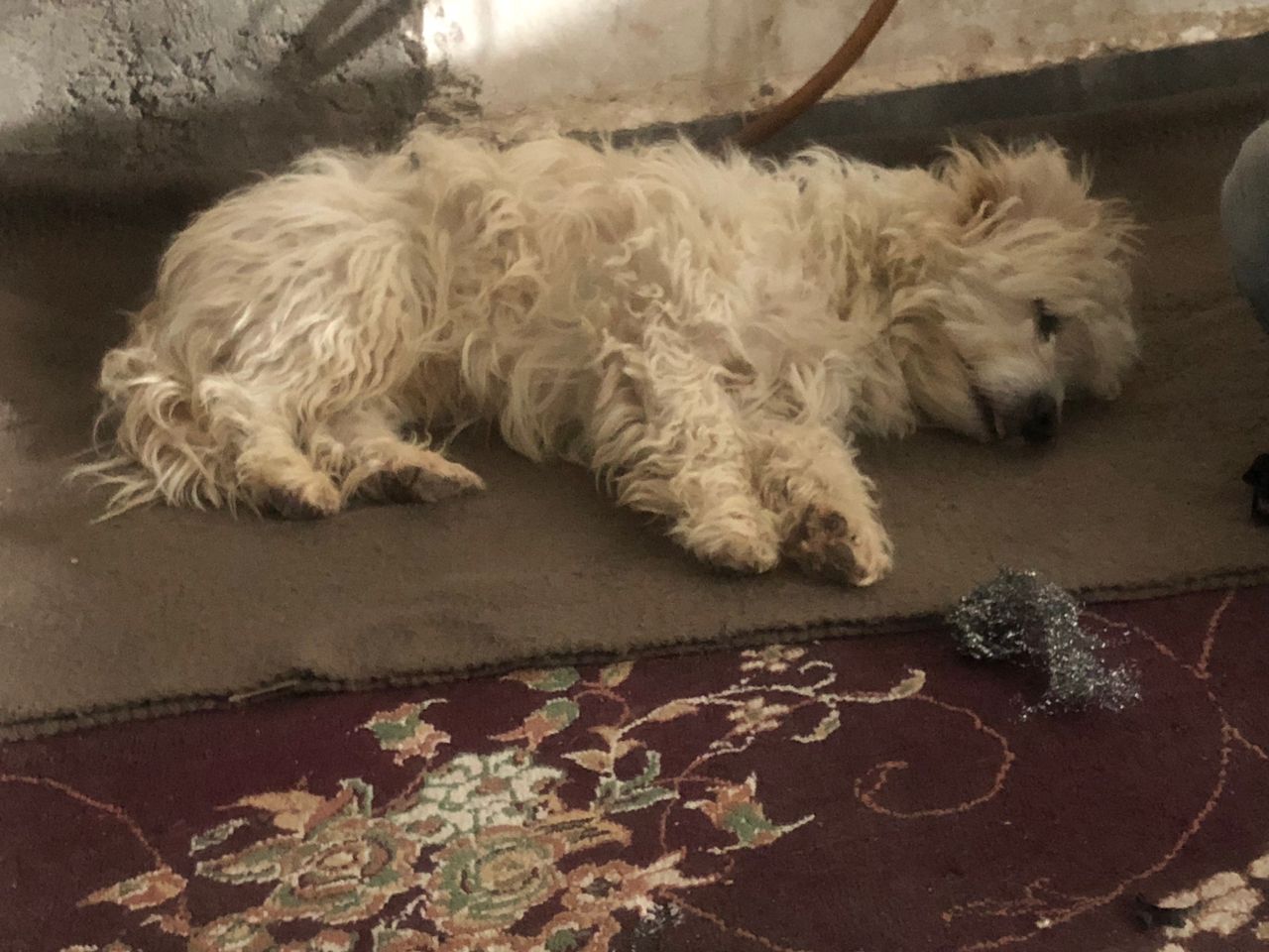 یک سگ کوچولو ۶ ماه پیش در الله اباد کرمان پیدا کردم