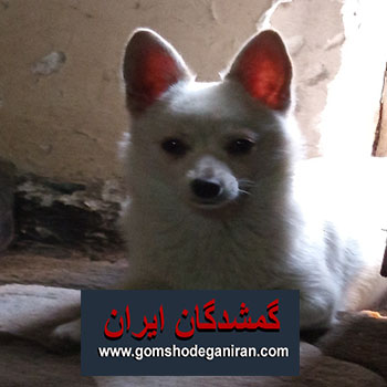 محدوده خیابان هجرت یه قلاده سگ سفیدپاکوتاه گمشده