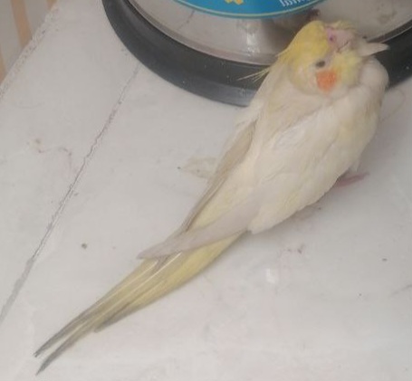 عروس هلندی ماده لوتینو بسیار باهوش دستی خیلی وابستمونه