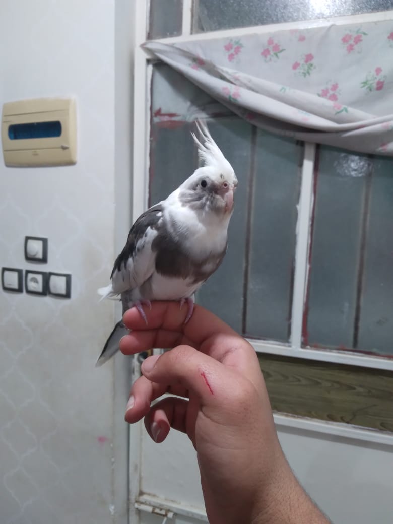 پرنده گمشده