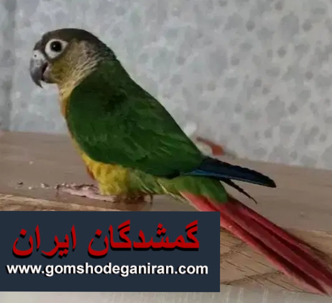 طوطی گرینچیک گمشده کرمانشاه