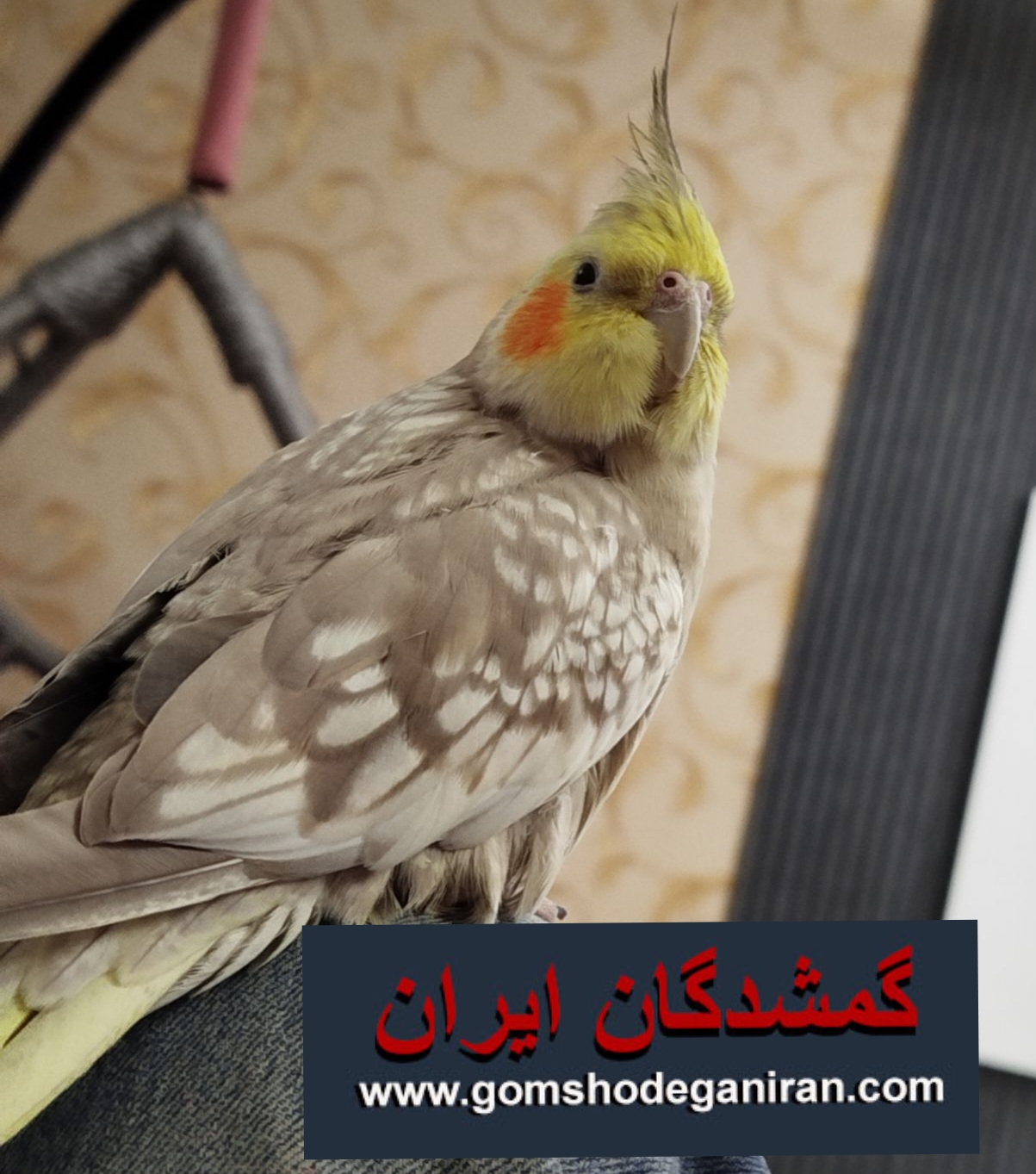 عروس هلندی دستی خال خالی شاهین شهر گمشده