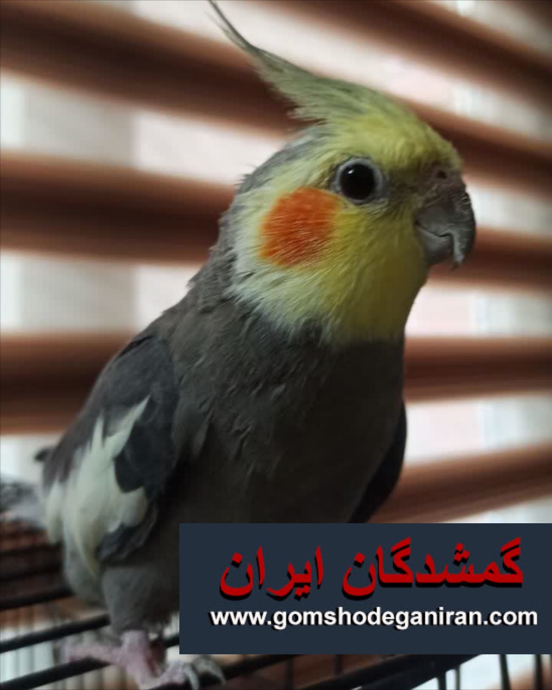درمحدوده فراشاهی عروس هلندی طوسی گمشده - پرنده گمشده قم
